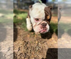 Bulldog-Unknown Mix Dogs for adoption in New York, NY, USA