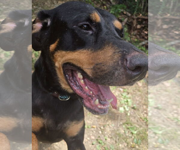 Medium Photo #4 Rottweiler-Unknown Mix Puppy For Sale in Jackson, MS, USA