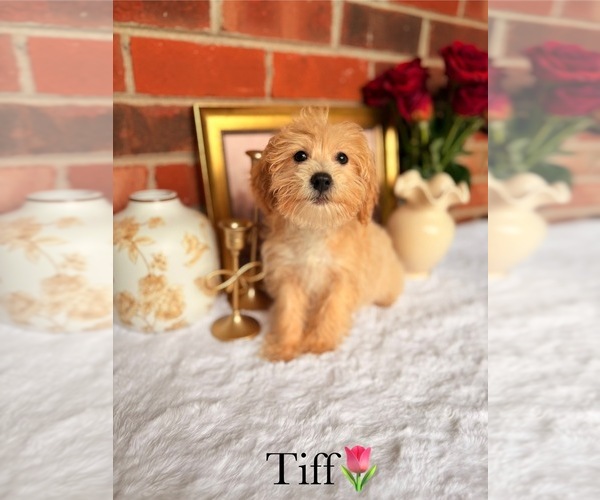 Medium Photo #9 Poo-Ton Puppy For Sale in MURFREESBORO, TN, USA