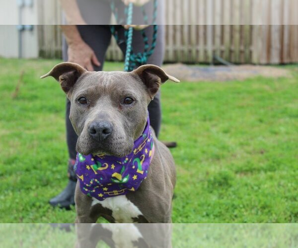 Medium Photo #2 Mutt Puppy For Sale in Abbeville, LA, USA