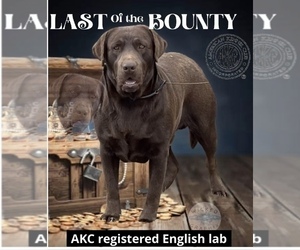 Father of the Labrador Retriever puppies born on 05/05/2025