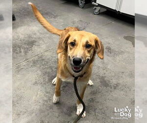 Retriever -Unknown Mix Dogs for adoption in Washington, DC, USA