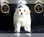Small Photo #8 Maltipoo (Miniature) Puppy For Sale in WARSAW, IN, USA