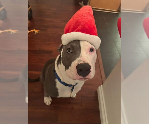 Medium Photo #3 American Staffordshire Terrier-Unknown Mix Puppy For Sale in San Juan Capistrano, CA, USA