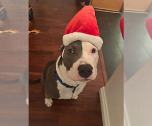 Kai - Male American Staffordshire Terrier-Unknown Mix Dog for Adoption - Photo #3