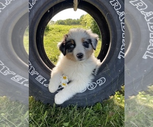 Australian Shepherd Puppy for Sale in HILLSBORO, Wisconsin USA