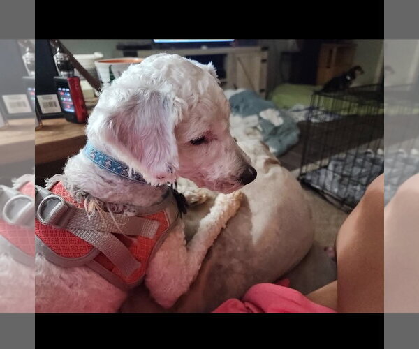 Medium Photo #2 Poodle (Standard)-Unknown Mix Puppy For Sale in Holly Springs, NC, USA