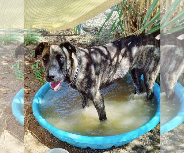 Medium Photo #4 Mastiff-Unknown Mix Puppy For Sale in Apple Valley, CA, USA