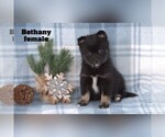 Small #8 Alaskan Klee Kai-Pomsky Mix