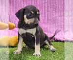 Small #5 Catahoula Leopard Dog