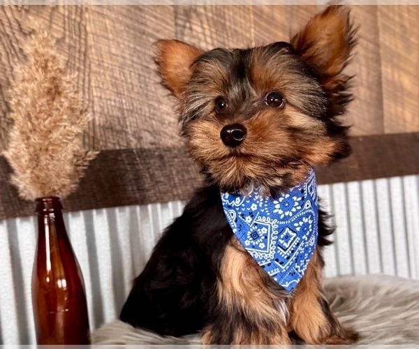 Medium Photo #1 Yorkshire Terrier Puppy For Sale in NAPPANEE, IN, USA