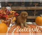 Small #2 Cavapoo