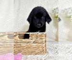 Small #1 Golden Shepherd