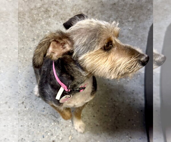 Medium Photo #8 Mutt Puppy For Sale in Boca Raton, FL, USA