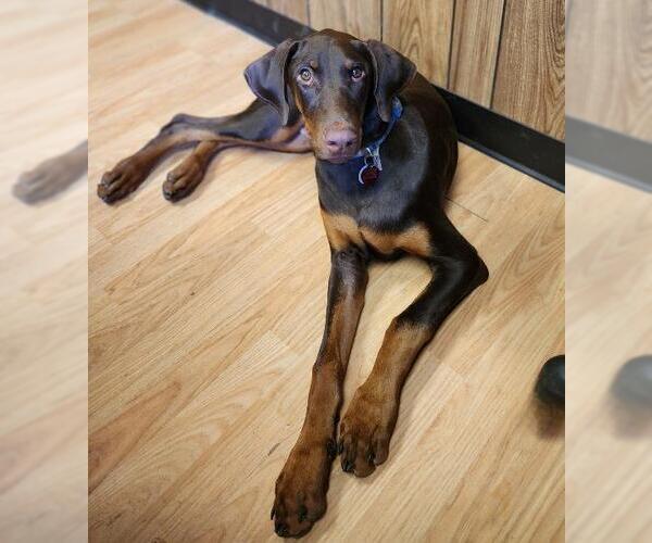 Medium Photo #7 Doberman Pinscher Puppy For Sale in Parlier, CA, USA