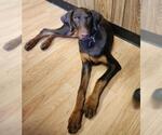 Small #6 Doberman Pinscher