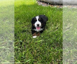 Bernese Mountain Dog Puppy for sale in ROCK VALLEY, IA, USA