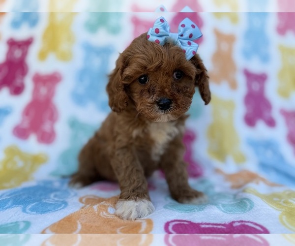 Medium Photo #2 Cavapoo (Miniature) Puppy For Sale in LAKELAND, FL, USA