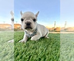 Small #5 French Bulldog