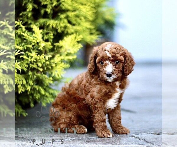 Medium Photo #3 Goldendoodle (Miniature) Puppy For Sale in LANCASTER, PA, USA