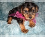 Small #1 Yorkshire Terrier