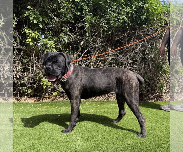 Medium Photo #6 Mutt Puppy For Sale in Goodyear, AZ, USA