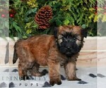 Small #2 Soft Coated Wheaten Terrier