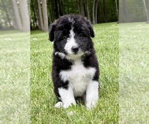 Bordoodle (Miniature) Puppy for sale in FAIR HAVEN, MI, USA