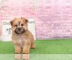 Small Photo #3 Yo-Chon Puppy For Sale in BEL AIR, MD, USA