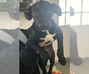 Labrador Retriever-Unknown Mix Dogs for adoption in Sterling, MA, USA