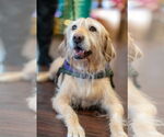 Small #1 Golden Retriever Mix