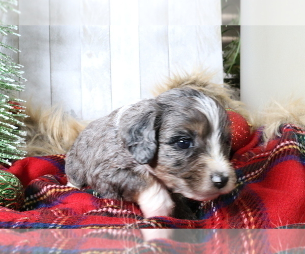Medium Photo #526 Aussiedoodle Miniature  Puppy For Sale in STAFFORD, VA, USA