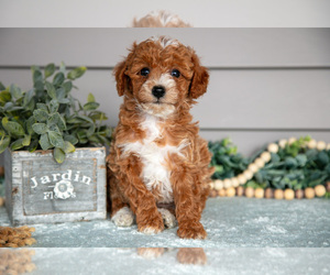Poodle (Miniature) Litter for sale in WOLCOTTVILLE, IN, USA