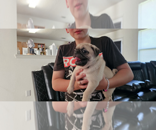 Medium Photo #6 Pug Puppy For Sale in DENTON, TX, USA