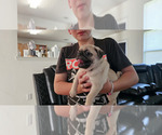Small #5 Pug