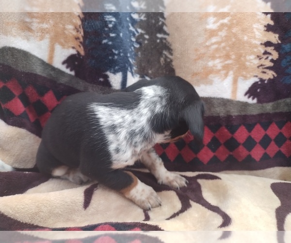 Medium Photo #2 Chiweenie Puppy For Sale in CANTON, GA, USA