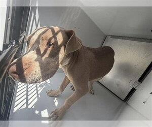 Mutt Dogs for adoption in Houston, TX, USA