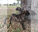 Small Photo #3 Cane Corso Puppy For Sale in EUSTIS, FL, USA