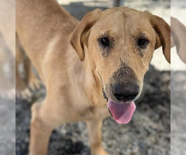 Medium Photo #2 Golden Labrador Puppy For Sale in San Diego, CA, USA