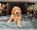 Puppy Junie Goldendoodle (Miniature)