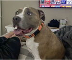Small #1 American Pit Bull Terrier Mix