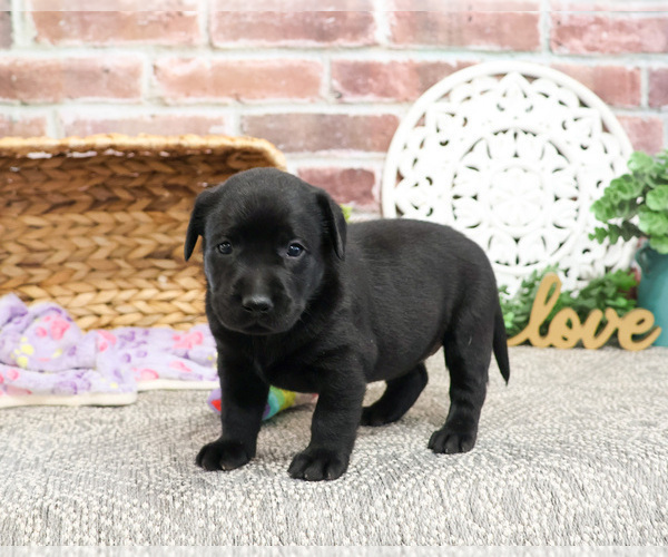 Medium Photo #8 Labrador Retriever Puppy For Sale in SYRACUSE, IN, USA