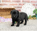 Small #7 Labrador Retriever