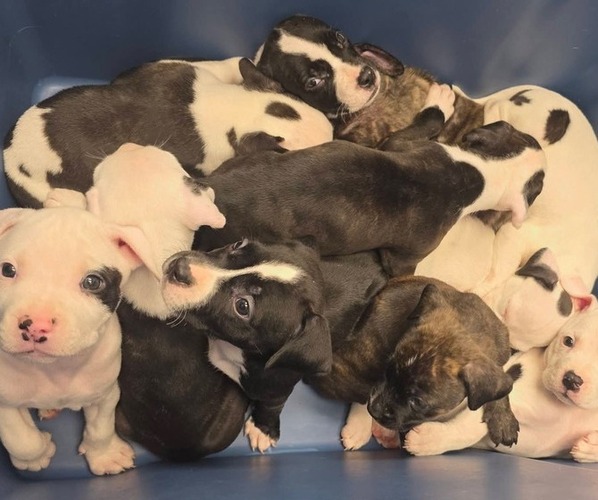 Medium Photo #1 American Bully-Pit Puppy For Sale in COLUMBUS, OH, USA