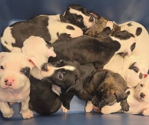 American Bully-Pit Puppy for sale in COLUMBUS, OH, USA