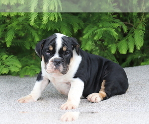 Bulldog Puppy for sale in SHILOH, OH, USA