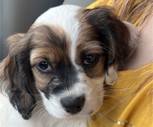 Chilier Puppy for Sale in DEER PARK, Washington USA