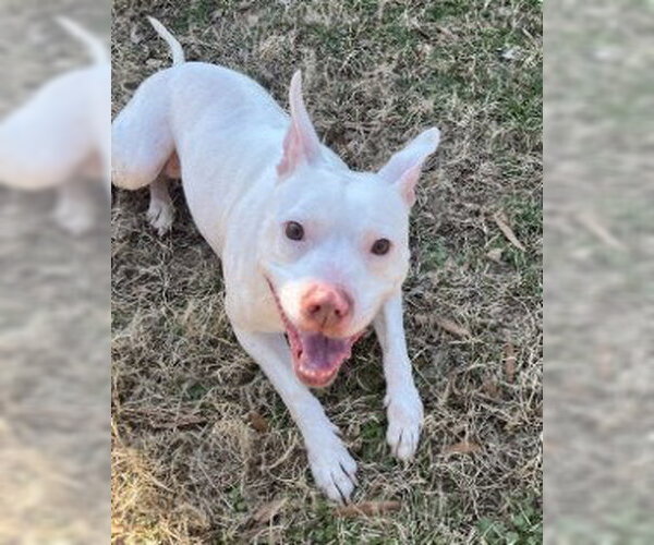 Medium Photo #12 Mutt Puppy For Sale in Glen Allen, VA, USA