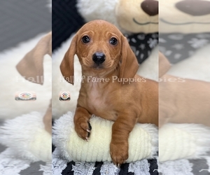 Dachshund Puppy for sale in LOUDONVILLE, OH, USA