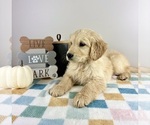 Small #6 Golden Retriever